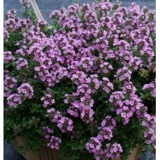 Thymus × citriodorus 'Doone Valley' - dúška citrónová 'Doone Valley'