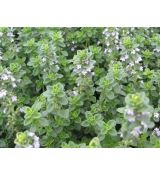 Thymus × citriodorus 'Lemon' - dúška citrónová 'Lemon'