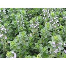 Thymus × citriodorus 'Lemon' - dúška citrónová 'Lemon'