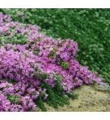 Thymus × praecox 'Minor' - dúška včasná 'Minor'