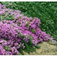 Thymus × praecox 'Minor' - dúška včasná 'Minor'