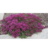 Thymus 'Purple Beauty' - dúška 'Purple Beauty'