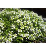 Thymus × praecox 'Tic Tac' - dúška včasná 'Tic Tac'