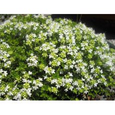 Thymus × praecox 'Tic Tac' - dúška včasná 'Tic Tac'