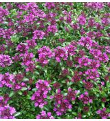 Thymus serpyllum 'Coccineum' - dúška 'Coccineum'