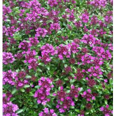 Thymus serpyllum 'Coccineum' - dúška 'Coccineum'