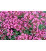 Thymus praecox 'Pink Chintz' - dúška 'Pink Chintz'