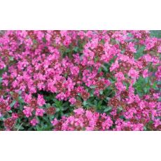Thymus praecox 'Pink Chintz' - dúška 'Pink Chintz'
