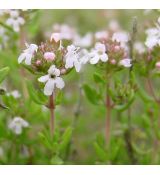 Thymus vulgaris - dúška tymiánová (tymián)
