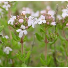Thymus vulgaris - dúška tymiánová (tymián)
