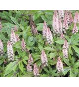 Tiarella 'Pink Skyrocket'