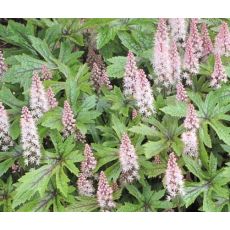 Tiarella 'Pink Skyrocket'