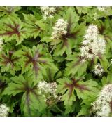 Tiarella 'Sugar and Spice'
