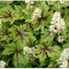 Tiarella 'Sugar and Spice'