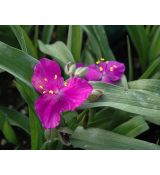 Tradescantia × andersoniana 'Concord Grape' - tradeskancia záhradná 'Concord Grape'
