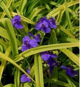 Tradescantia × andersoniana 'Sweet Kate'  - tradeskancia záhradná 'Sweet Kate'