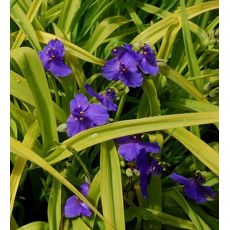 Tradescantia × andersoniana 'Sweet Kate'  - tradeskancia záhradná 'Sweet Kate'