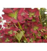 Trifolium repens 'Angel Clover Beauty' - ďatelina plazivá 'Angel Clover Beauty'