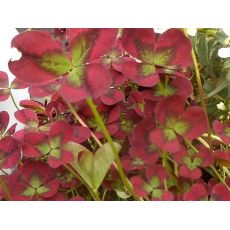 Trifolium repens 'Angel Clover Beauty' - ďatelina plazivá 'Angel Clover Beauty'