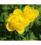 Trollius europaeus - žltohlav európsky