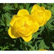 Trollius europaeus - žltohlav európsky