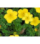 Trollius pumilus - žltohlav