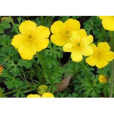 Trollius pumilus - žltohlav