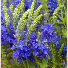 Veronica austriaca 'Royal Blue'  - veronika rakúska 'Royal Blue'