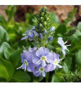 Veronica gentianoides 'Nana' - veronika modrá 'Nana'