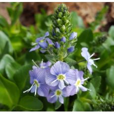 Veronica gentianoides 'Nana' - veronika modrá 'Nana'