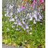Veronica gentianoides 'Nana' - veronika modrá 'Nana'