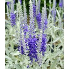 Veronica incana 'Nana' - veronica sivá 'Nana'