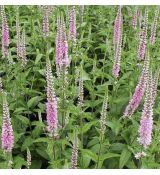 Veronica longifolia 'Pink Shades' - veronika dlholistá 'Pink Shades'