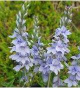 Veronica prostrata - veronika rozprestretá