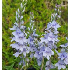 Veronica prostrata - veronika rozprestretá