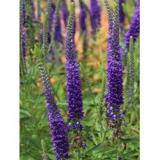 Veronica spicata - veronika klasnatá