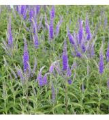 Veronica longifolia 'Blue Shades' - veronika dlholistá 'Blue Shades'