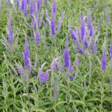 Veronica longifolia 'Blue Shades' - veronika dlholistá 'Blue Shades'
