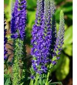 Veronica spicata 'Anniversary Blue' - veronika klasnatá 'Anniversary Blue'