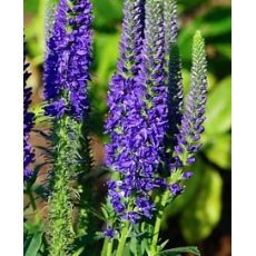 Veronica spicata 'Anniversary Blue' - veronika klasnatá 'Anniversary Blue'