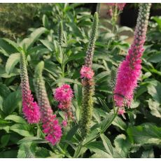 Veronica spicata 'Anniversary Rose' - veronika klasnatá 'Anniversary Rose'