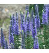 Veronica spicata 'Bibi' - veronika klasnatá 'Bibi'