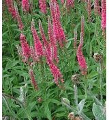 Veronica spicata 'Red Fox' - veronika klasnatá 'Red Fox'