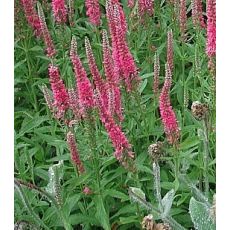 Veronica spicata 'Red Fox' - veronika klasnatá 'Red Fox'