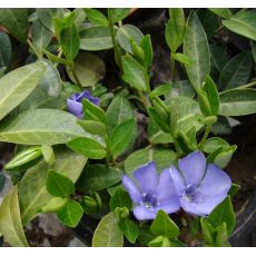 Vinca minor - zimozeleň menšia