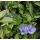 Vinca minor - zimozeleň menšia