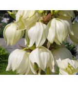 Yucca filamentosa - juka vláknitá