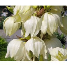 Yucca filamentosa - juka vláknitá