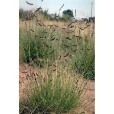 Bouteloua gracilis - grama štíhla (moskyto tráva)