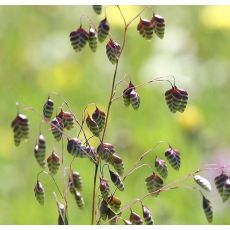 Briza media - traslica prostredná